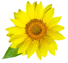 Sunflower_L