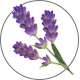 lavendel