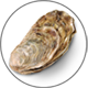 Oyster_Auster