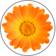 Ringelblume_Calendula