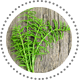 Ackerschachtelhalm_Horsetail