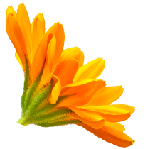 Calendula_L