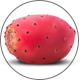 kaktusfeige_prickly-pear