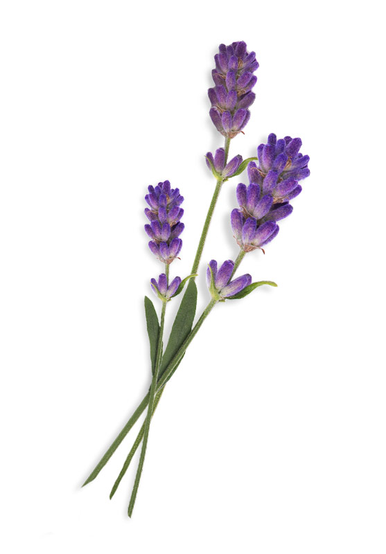 Lavendel