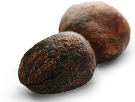 SheaButter_L