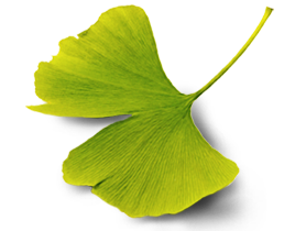 Ginkgo_L